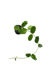 Load image into Gallery viewer, Hoya villosa