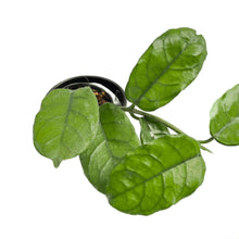 Load image into Gallery viewer, Hoya villosa