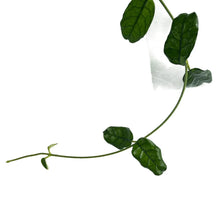Load image into Gallery viewer, Hoya villosa