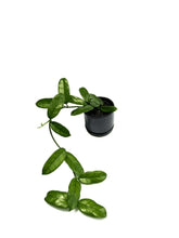 Load image into Gallery viewer, Hoya villosa long leaf