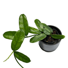 Load image into Gallery viewer, Hoya villosa long leaf