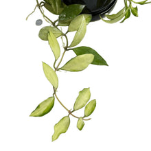 Load image into Gallery viewer, Hoya walliniana variegated