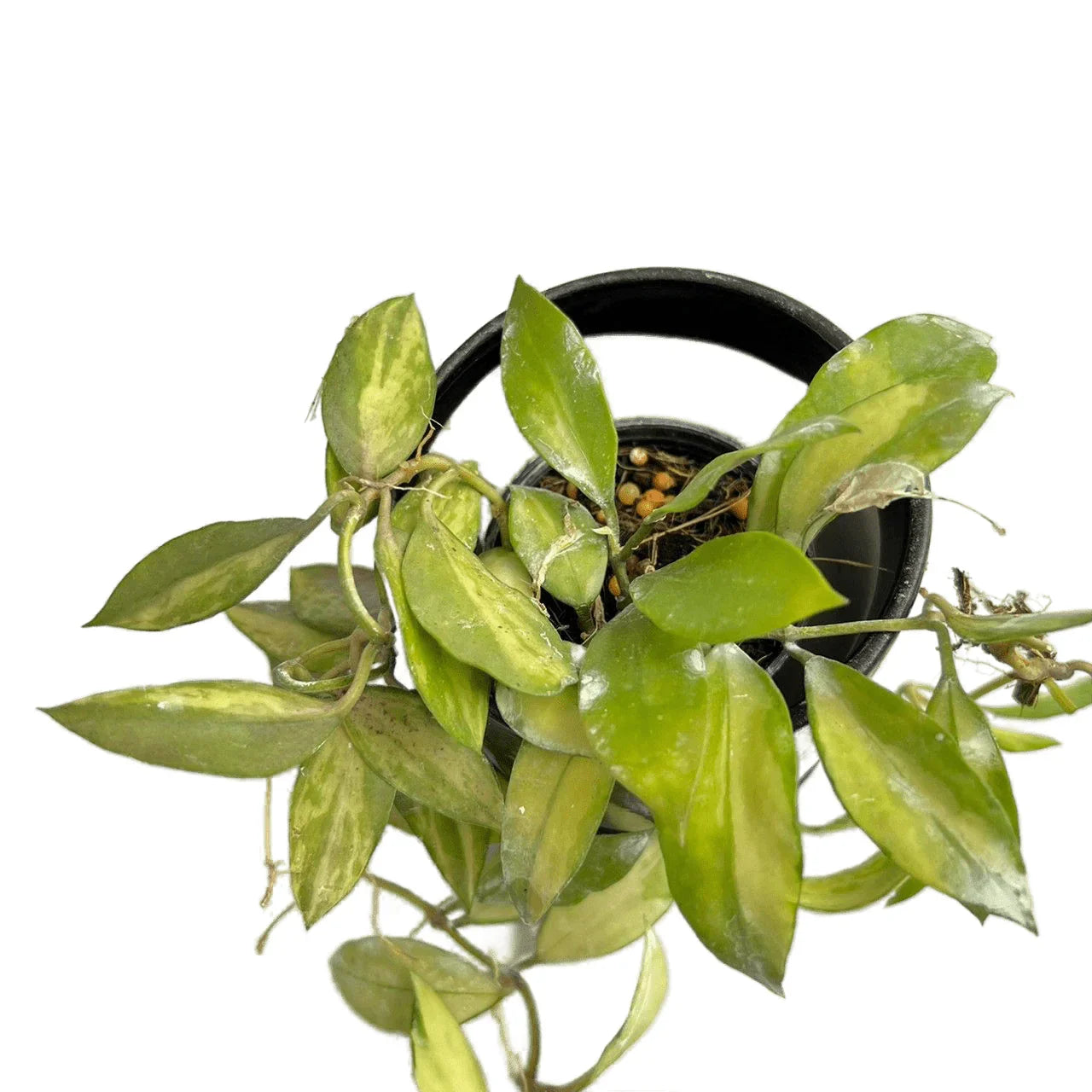 Hoya walliniana variegated – Thai Exotic Greenery Hoya walliniana variegated – Thai Exotic Greenery