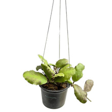 Load image into Gallery viewer, Hoya waymania