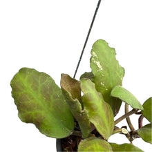 Load image into Gallery viewer, Hoya waymania