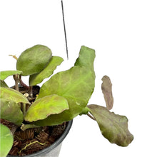 Load image into Gallery viewer, Hoya waymania