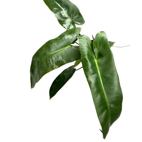 philodendron atabapoense 中文 Philodendron atabapoense