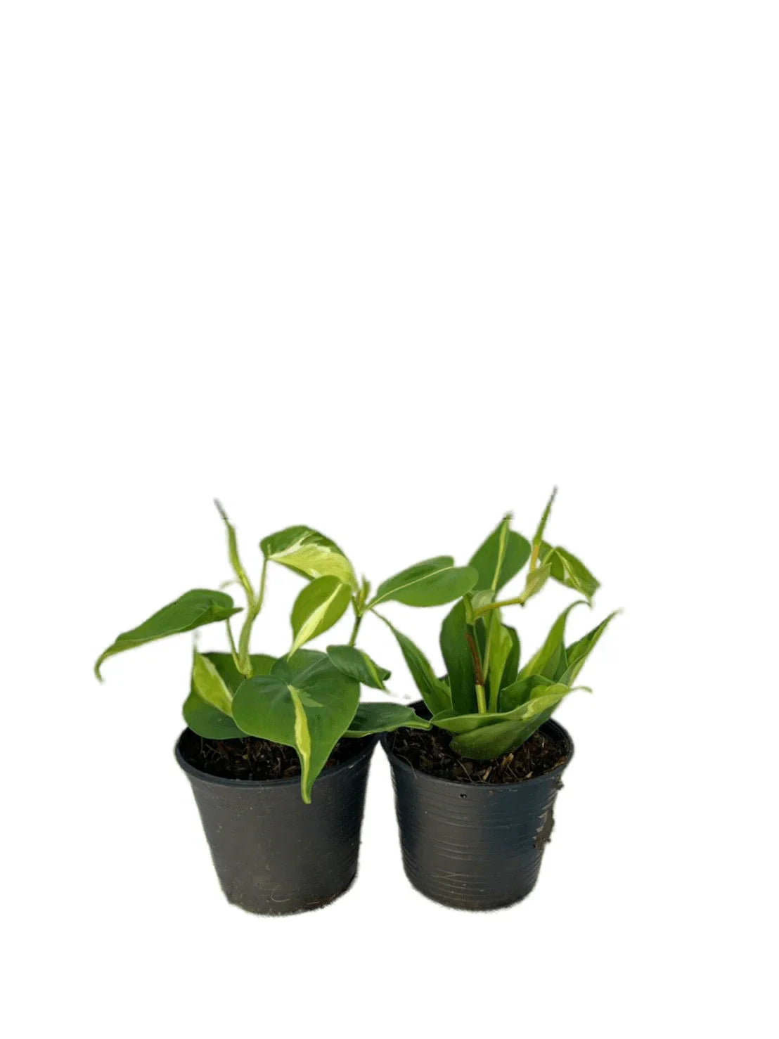 philodendron brazil plant Philodendron brazil tricolor – Thai Exotic Greenery