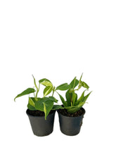 Load image into Gallery viewer, Philodendron brazil tricolor