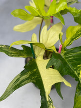Load image into Gallery viewer, Philodendron florida beauty variegated
