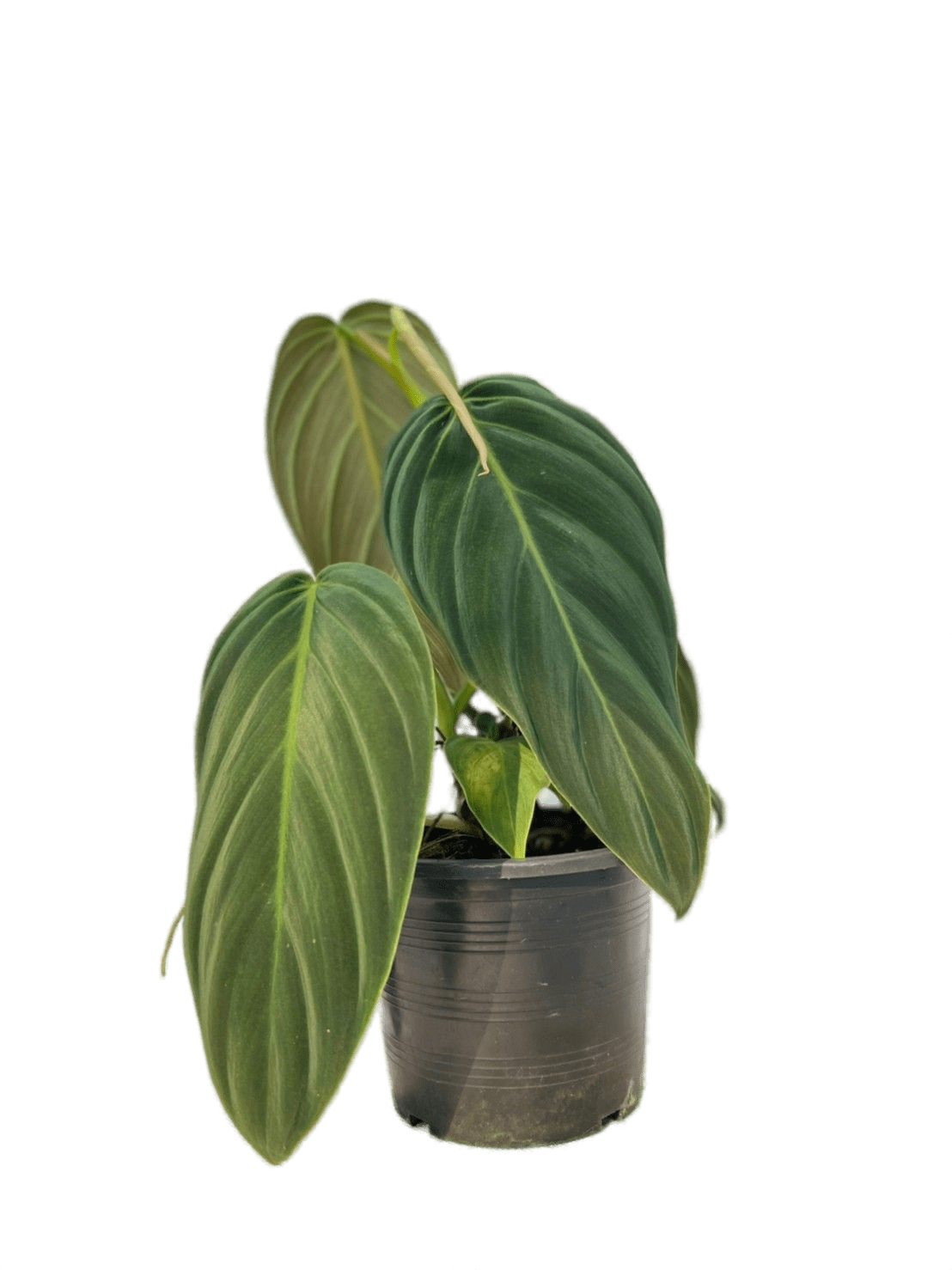 Philodendron deals Gigas - Bare Root