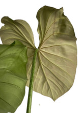 Load image into Gallery viewer, Philodendron gloriosum with white veins and pink-backed velvety leaves in a pot.