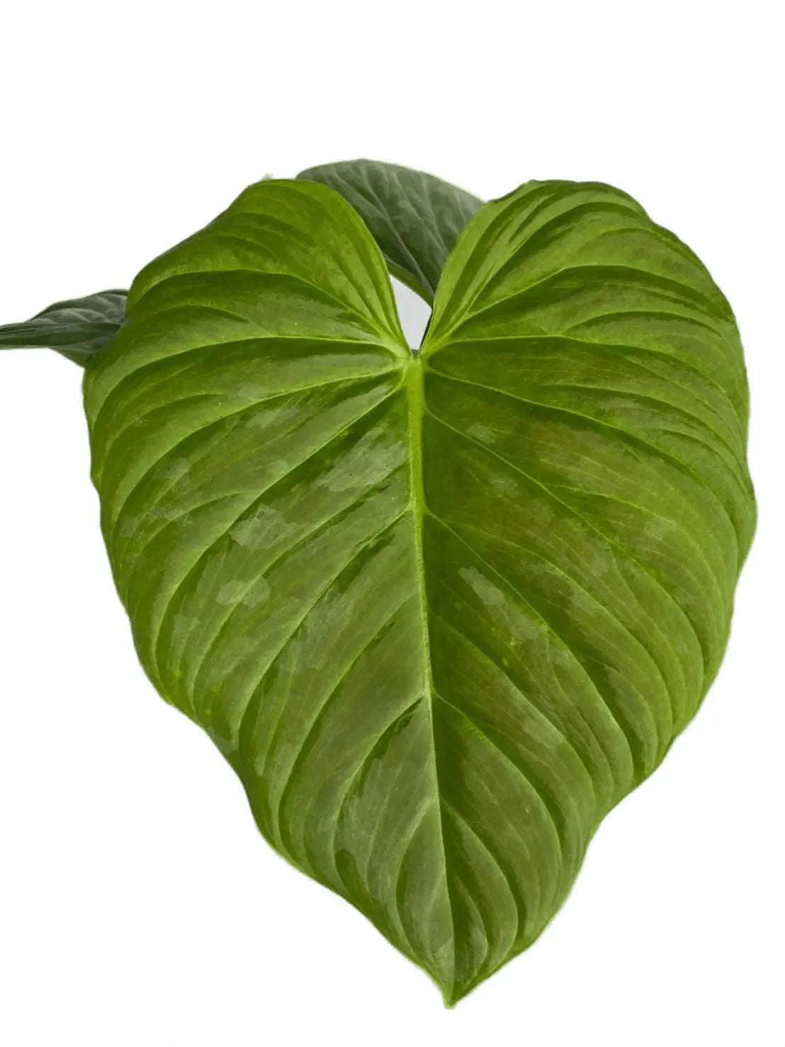 majestic philodendron Philodendron majestic – Thai Exotic Greenery