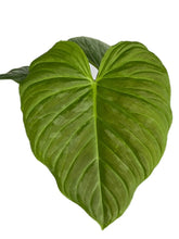 Load image into Gallery viewer, Philodendron majestic