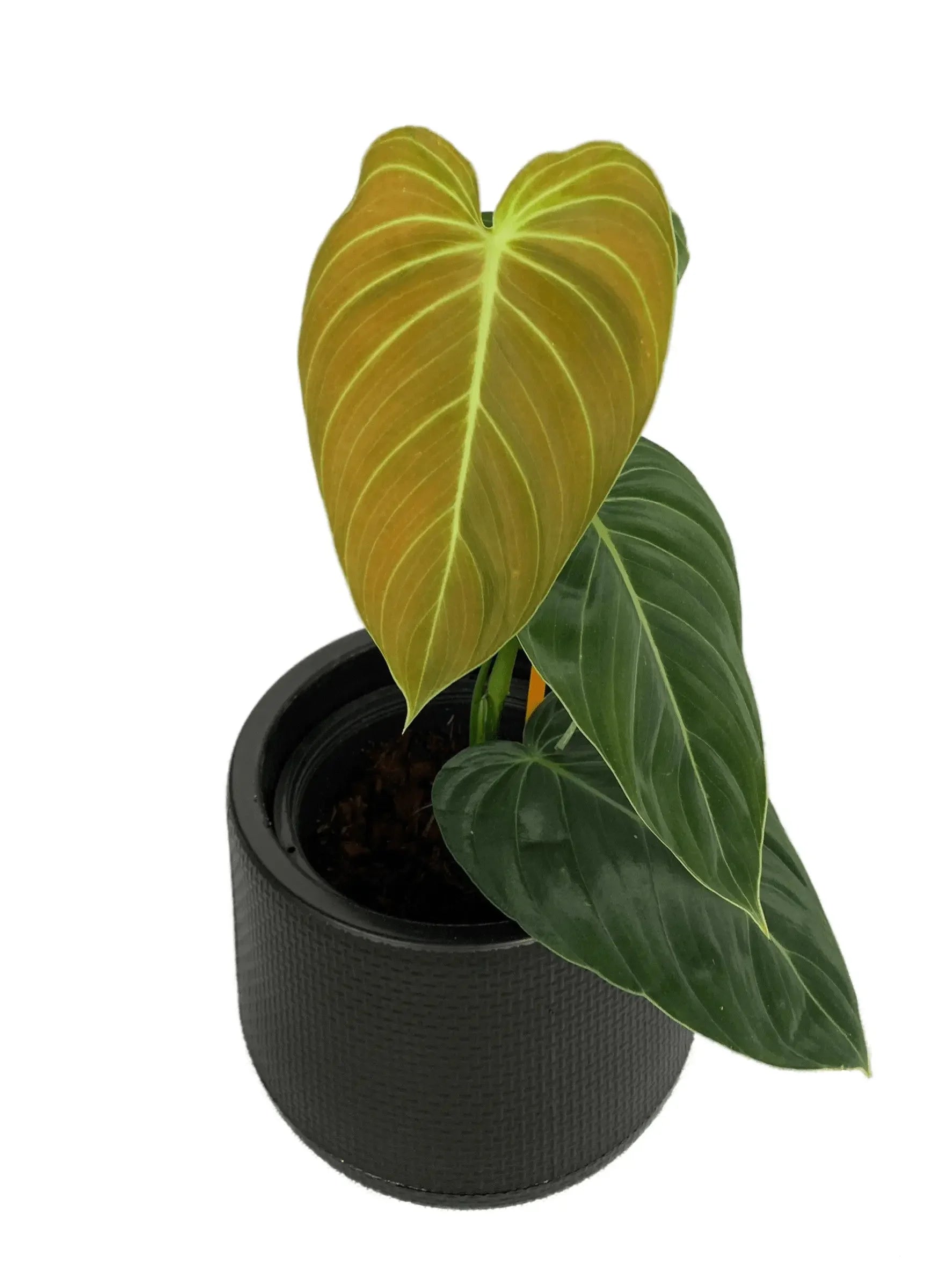 philodendron andreanum vs melanochrysum Philodendron melanochrysum