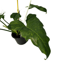 Load image into Gallery viewer, Philodendron Mottled Dragon with yellow-green variegated, lobed leaves in a pot