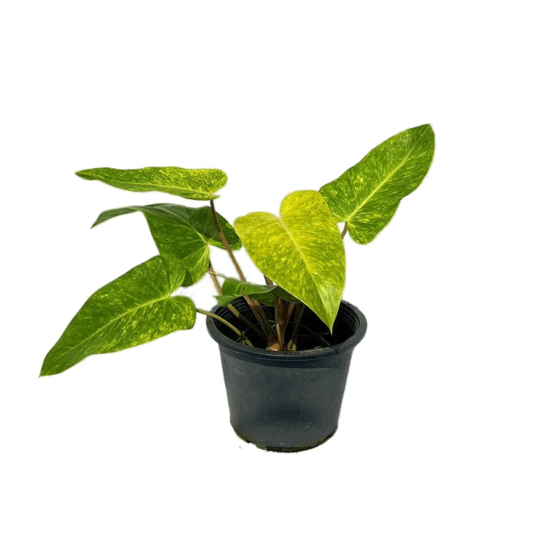 philodendron painted lady australia Philodendron Painted Lady
