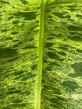Load image into Gallery viewer, Philodendron paraiso verde
