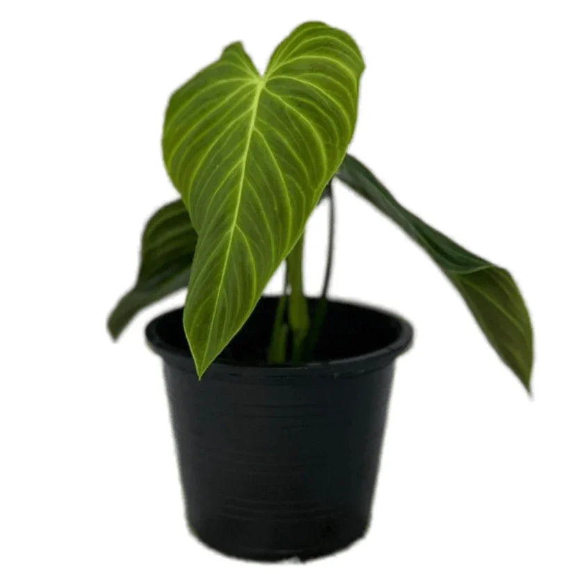 philodendron with velvety leaves Philodendron Splendid - TEG