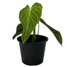 Load image into Gallery viewer, Philodendron Splendid with large velvety green heart-shaped leaves and golden veins.