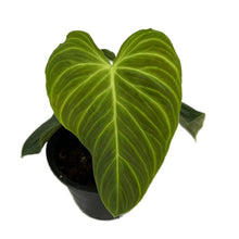 Load image into Gallery viewer, Philodendron Splendid with large velvety green heart-shaped leaves and golden veins.