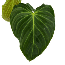 Load image into Gallery viewer, Philodendron Splendid with large velvety green heart-shaped leaves and golden veins.