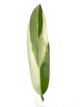Load image into Gallery viewer, Philodendron wend imbe variegated

