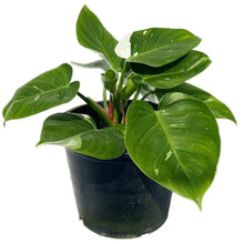 Load image into Gallery viewer, Philodendron White Princess with glossy green leaves and bold white variegation.