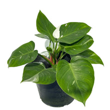 Load image into Gallery viewer, Philodendron White Princess with glossy green leaves and bold white variegation.