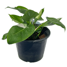 Load image into Gallery viewer, Philodendron White Princess with glossy green leaves and bold white variegation.