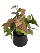Load image into Gallery viewer, Syngonium pink spot