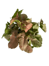 Load image into Gallery viewer, Syngonium pink spot