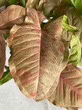 Load image into Gallery viewer, Syngonium pink spot