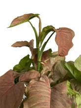 Load image into Gallery viewer, Syngonium pink spot