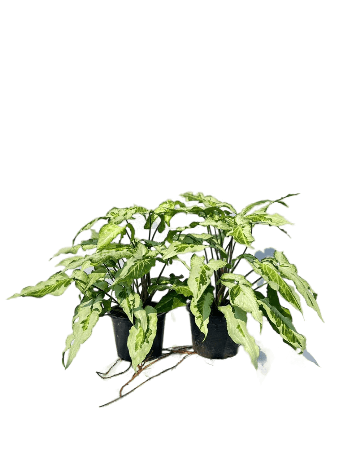 Syngoniu Three Kings cheapest Plant