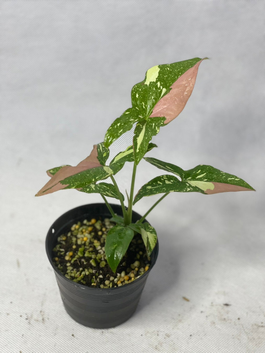 Syngonium red spot tricolor variegated