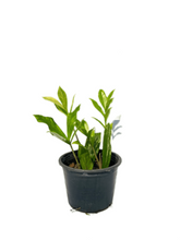 Load image into Gallery viewer, Zamioculcas zamiifolia variegated
