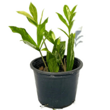 Load image into Gallery viewer, Variegated ZZ Plant in black nursery pot with green and cream-colored foliage.