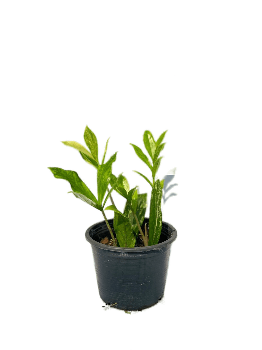 Zamioculcas zamiifolia variegated
