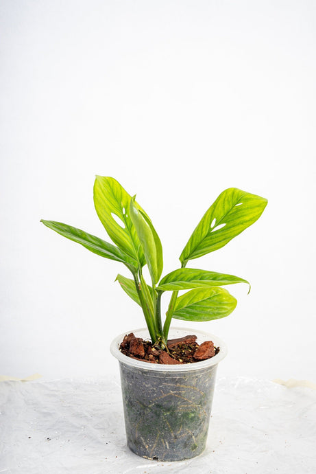 Monstera Lechleriana