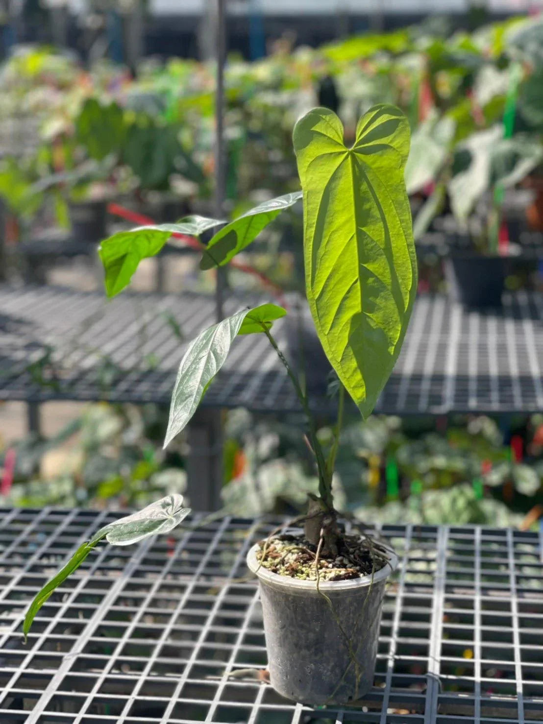 bonsai shop online Chinese Lacebark Elm, Small main image 1