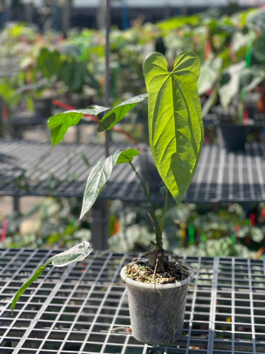 Anthurium Bullatus