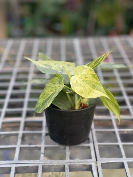 Philodendron hederaceum variegated