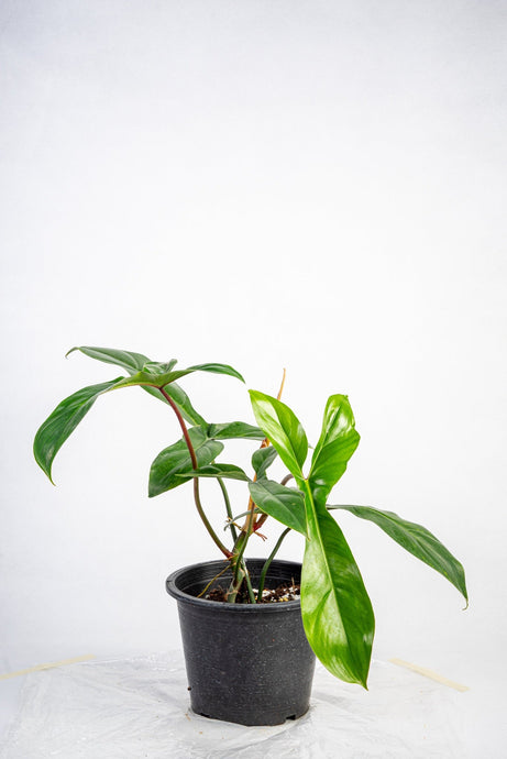 Philodendron 69686