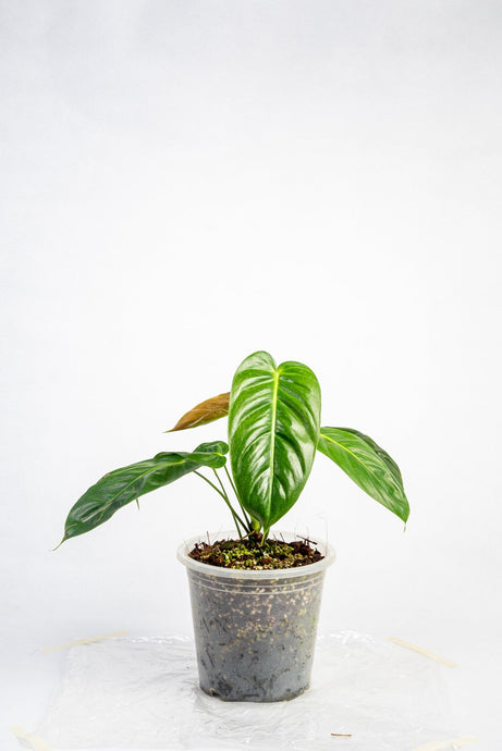 Philodendron Esmeraldense