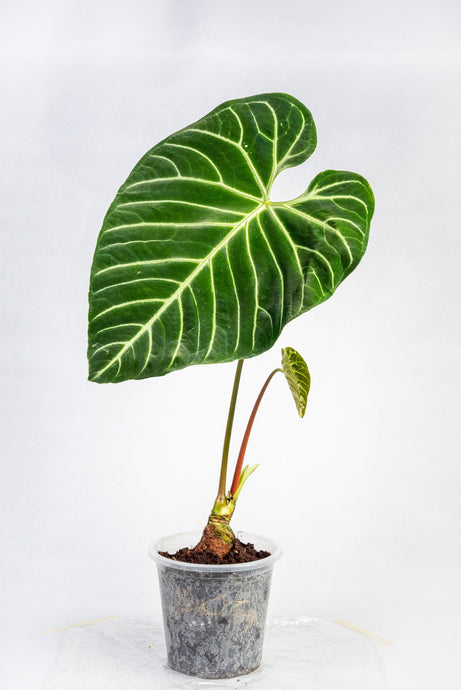 Anthurium Regale