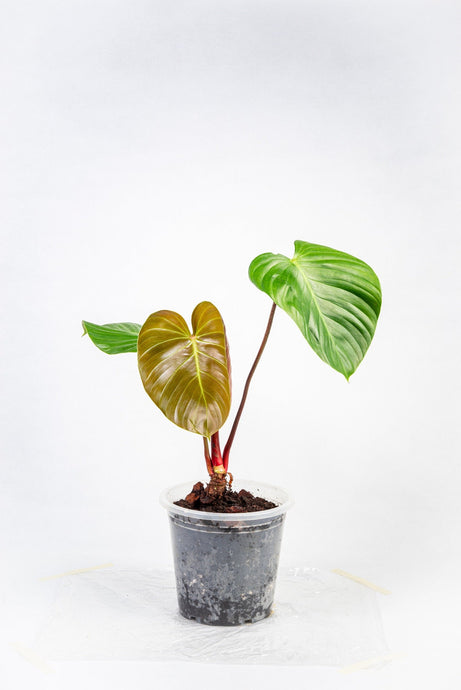 Philodendron nangaritense