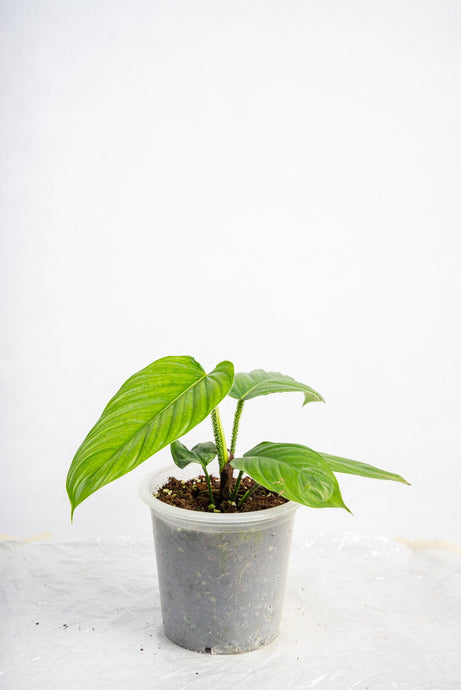 Philodendron Genevievianum