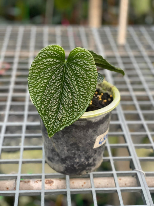 Anthurium Splendidum