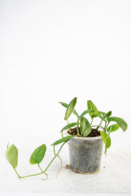 Monstera Spruceana